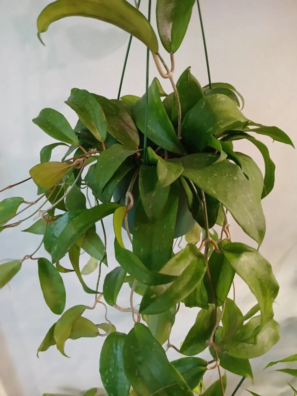 Hoya Rigida - Picture 2 of 3